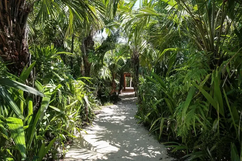 Casa Jungle - Praia de Itapororoca - Foto 11